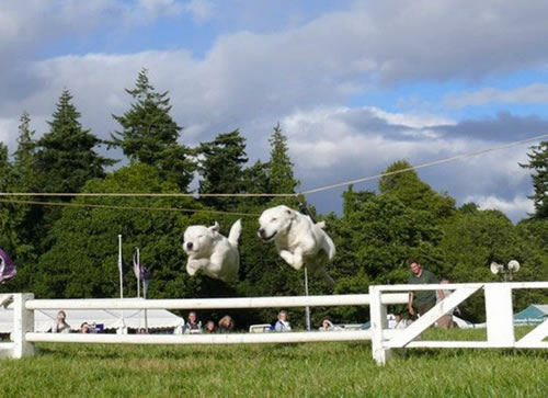 Terrier Display Team