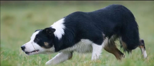 Pip the sheepdog in action