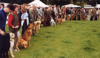 Goldens Galore