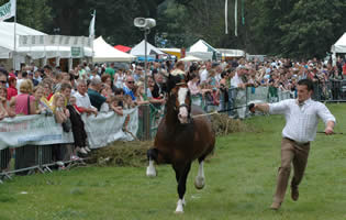Running Horses