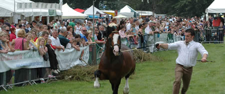 Crowds 2009