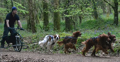 Mushing and Sleigh Pulling 