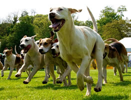 Hounds