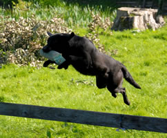 Labrador