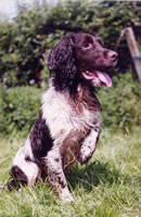 Springer Spaniel