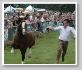 Irish Game Fair