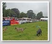 Irish Game Fair